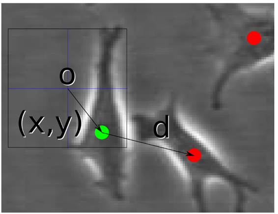 Weak supervised in-vitro phase contrast cell tracking